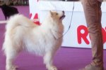 RCACS Femelle Châteauroux 2018